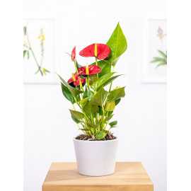 Anturium 'Diamond Red'