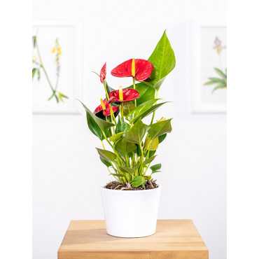 Anturium 'Diamond Red'