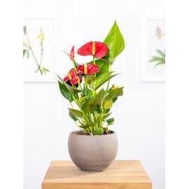 Anturium 'Diamond Red'