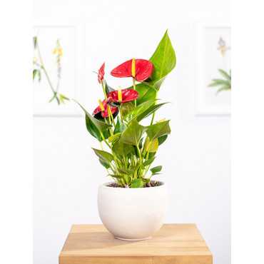 Anturium 'Diamond Red'