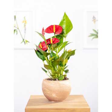 Anturium 'Diamond Red'