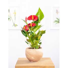 Anturium 'Diamond Red'