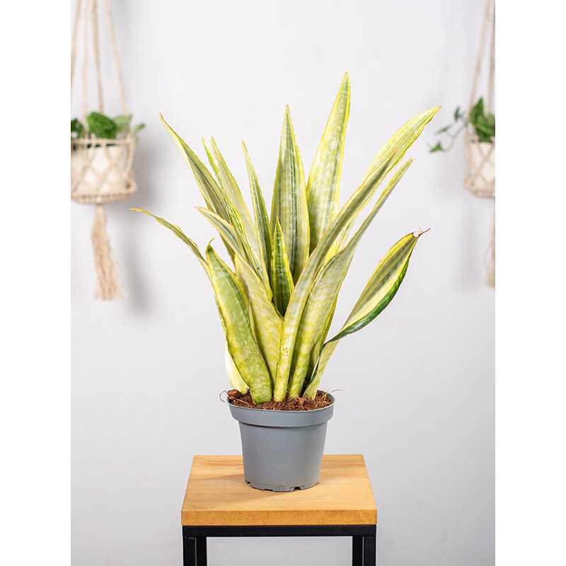 Sansewieria 'Lauren'