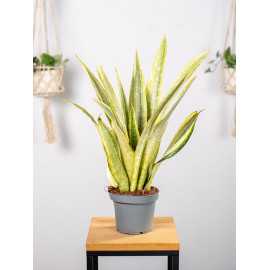 Sansewieria 'Lauren'