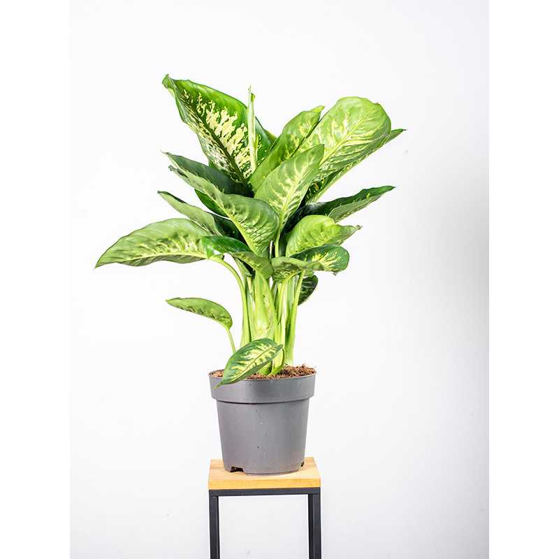 Dieffenbachia 'Reeva'