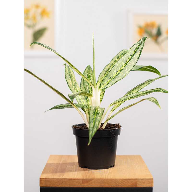 Aglaonema 'Matcha Lemon'