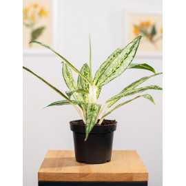 Aglaonema 'Matcha Lemon'