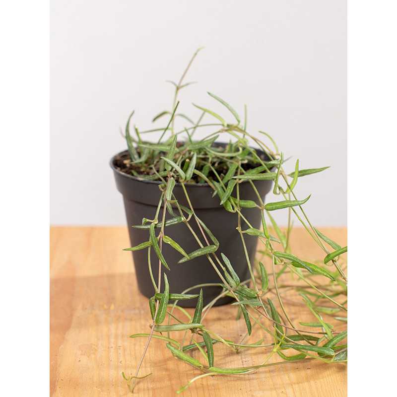 Ceropegia woodi 'String of Needles'