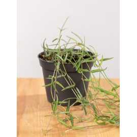 Ceropegia woodi 'String of Needles'