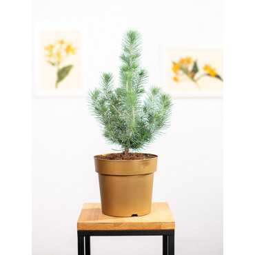 Sosna 'Silver Crest'