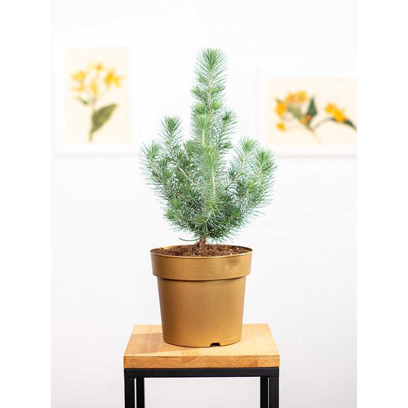 Sosna 'Silver Crest'