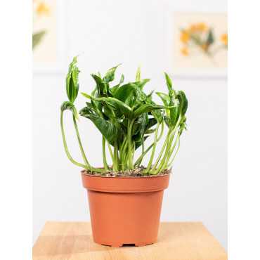 Epipremnum 'Shangri-La'