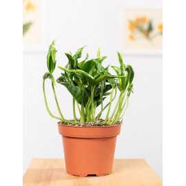 Epipremnum 'Shangri-La'