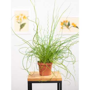 Juncus spiralis