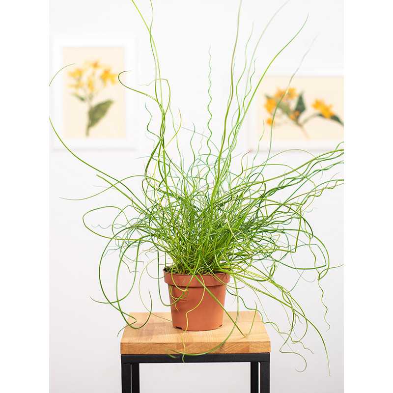 Juncus spiralis