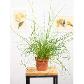 Juncus spiralis