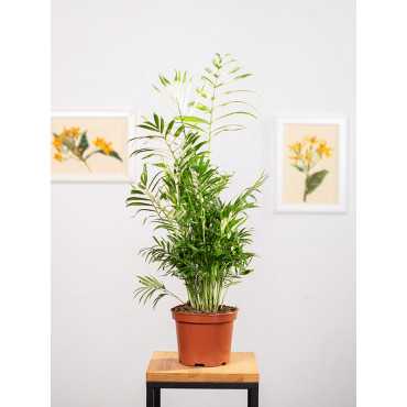 Chamedora 'Variegata'