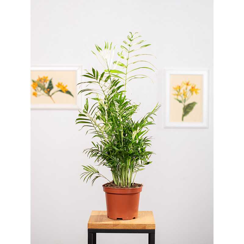 Chamedora 'Variegata'