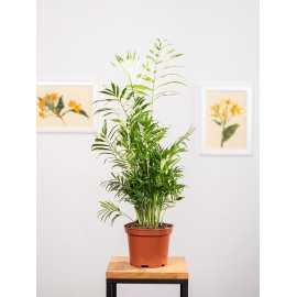 Chamedora 'Variegata'