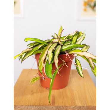 Hoja wayetii 'Tricolor'