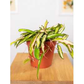 Hoja wayetii 'Tricolor'