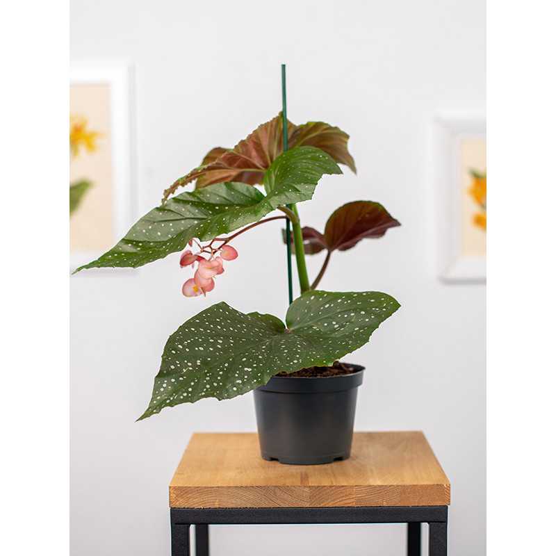 Begonia 'Corallina'