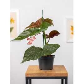 Begonia 'Corallina'