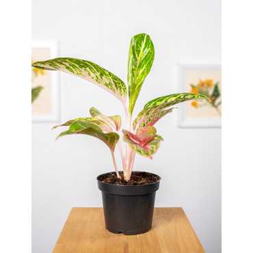 Aglaonema 'Cocomelon'