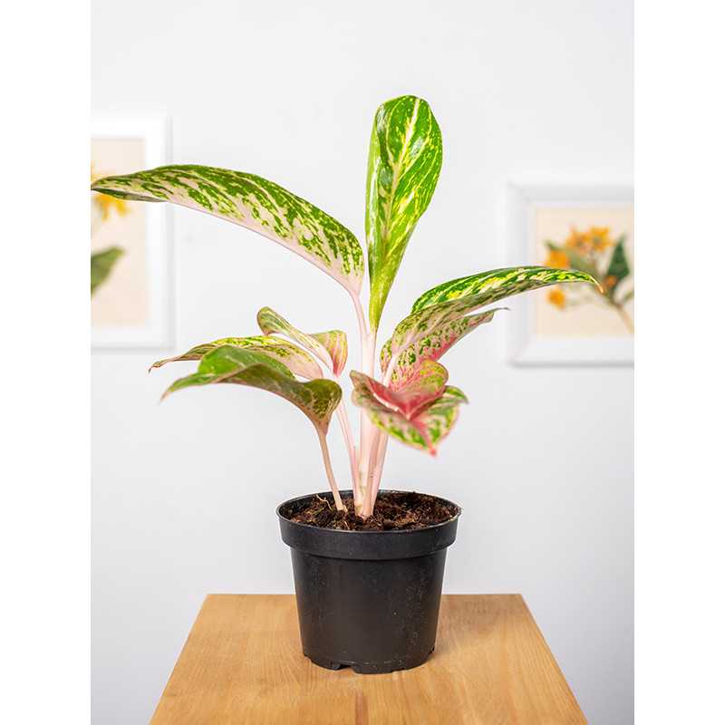 Aglaonema 'Cocomelon'