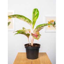 Aglaonema 'Cocomelon'