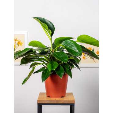 Filodendron 'Congo Apple'