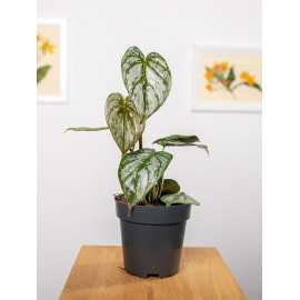 Filodendron Brandtianum