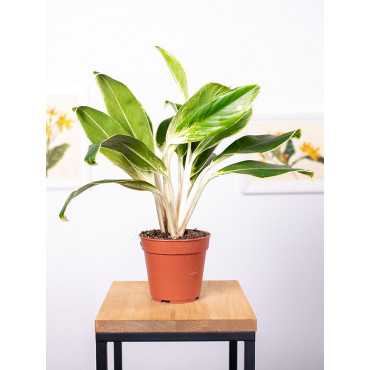 Aglaonema 'Madagascar'