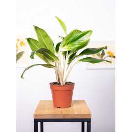 Aglaonema 'Madagascar'