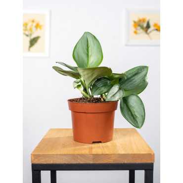 Epipremnum 'Moonlight'