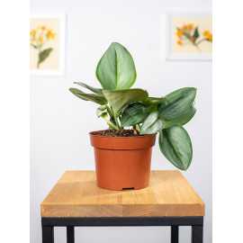 Epipremnum 'Moonlight'