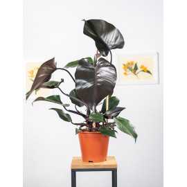 Filodendron 'New Red'
