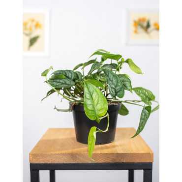 Monstera siltepecana