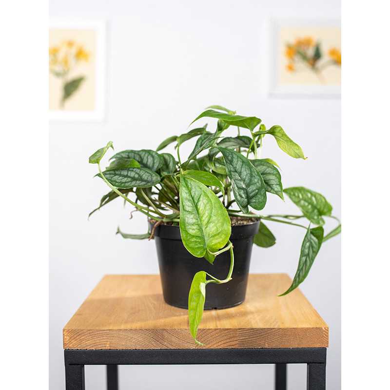 Monstera siltepecana