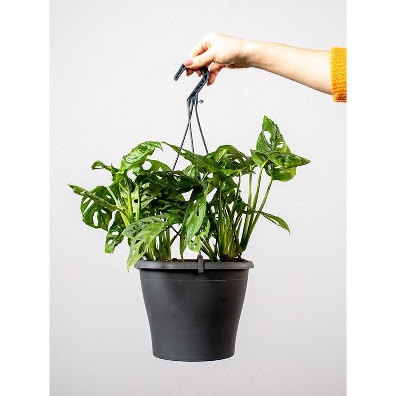 Monstera 'Monkey Mask' | Doniczka Wisząca | Duża