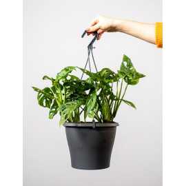 Monstera 'Monkey Mask' | Doniczka Wisząca | Duża