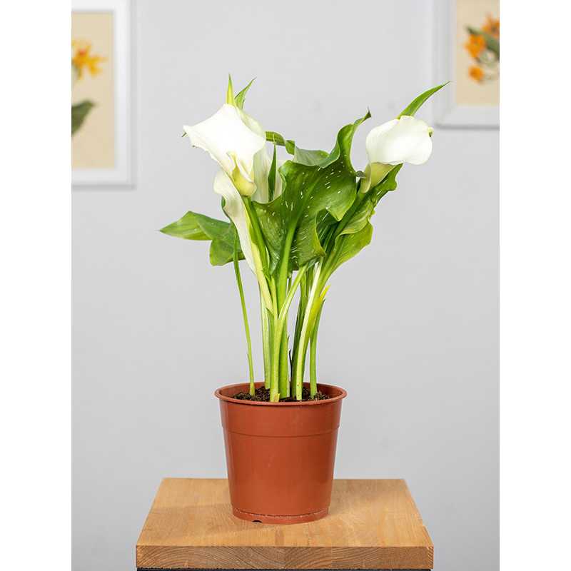 Zantedeschia 'Crystal Blush'