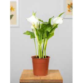 Zantedeschia 'Crystal Blush'