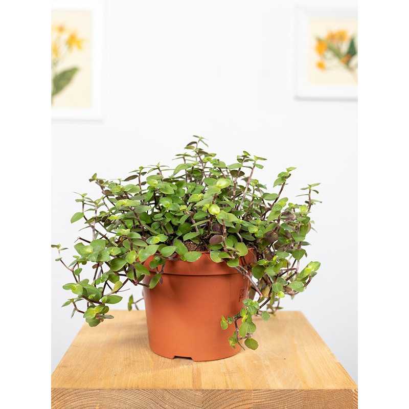 Callisia 'Repens'