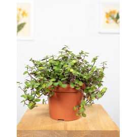 Callisia 'Repens'