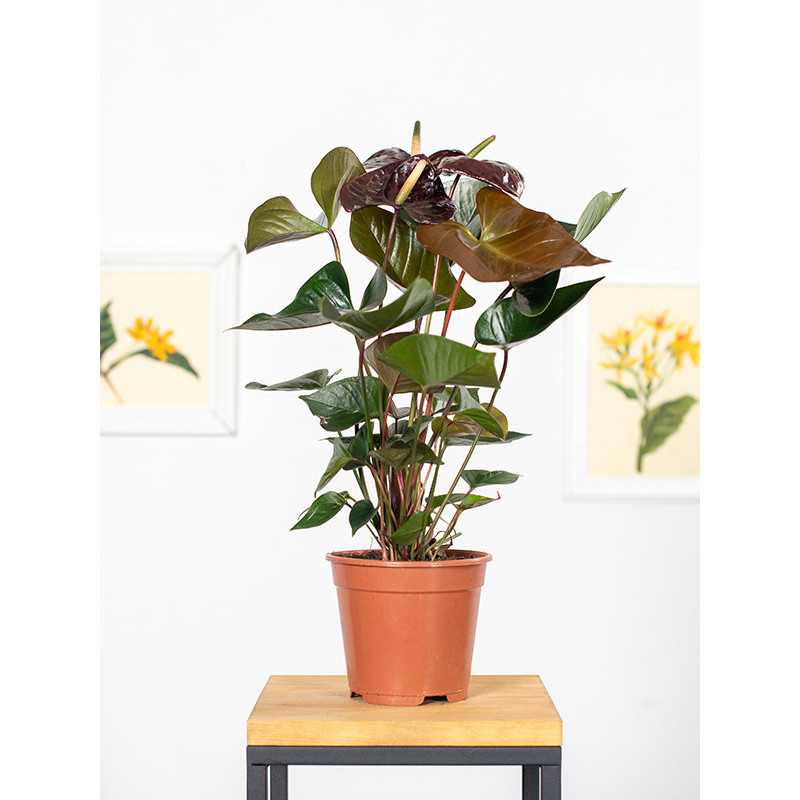 Anturium 'Giant Chocolate'