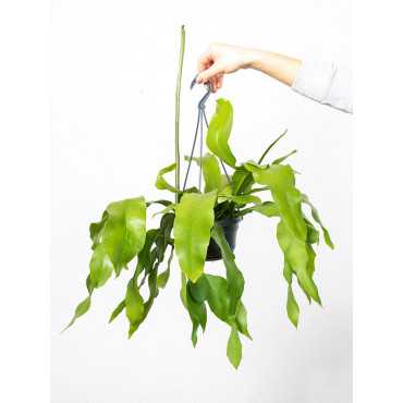 Epifylum ostropłatkowe | Wiszące