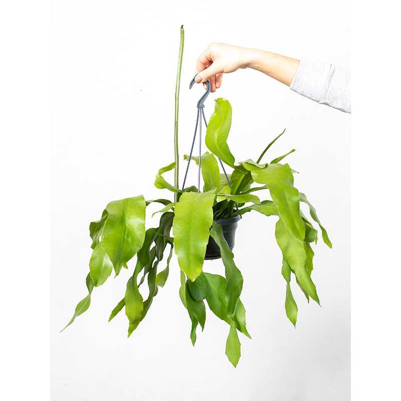 Epifylum ostropłatkowe | Wiszące