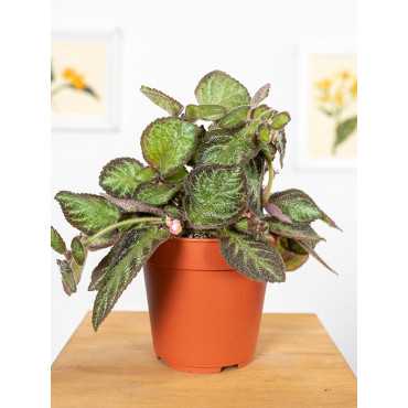 Episcia 'Pink Panter'