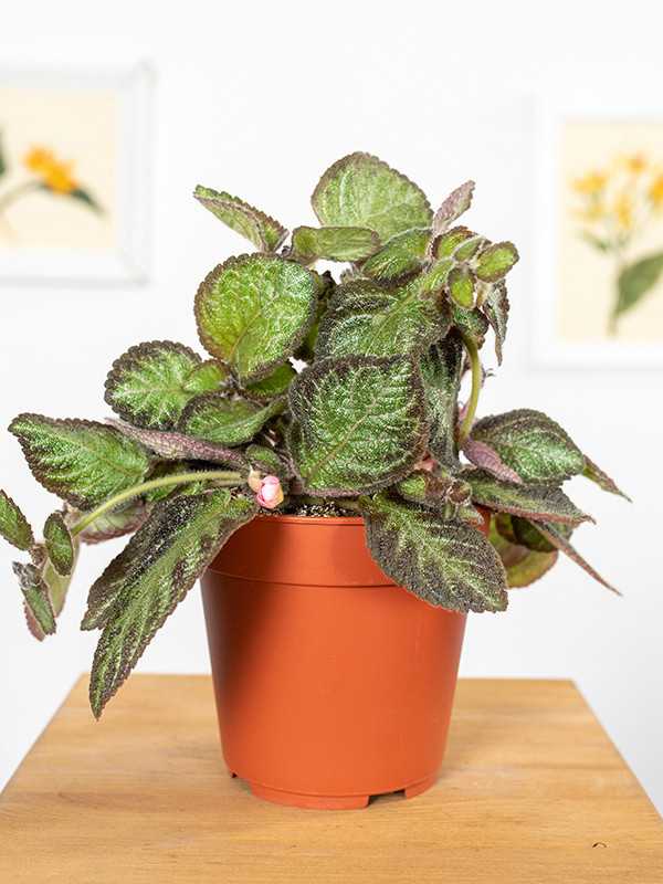 Episcia 'Pink Panter'